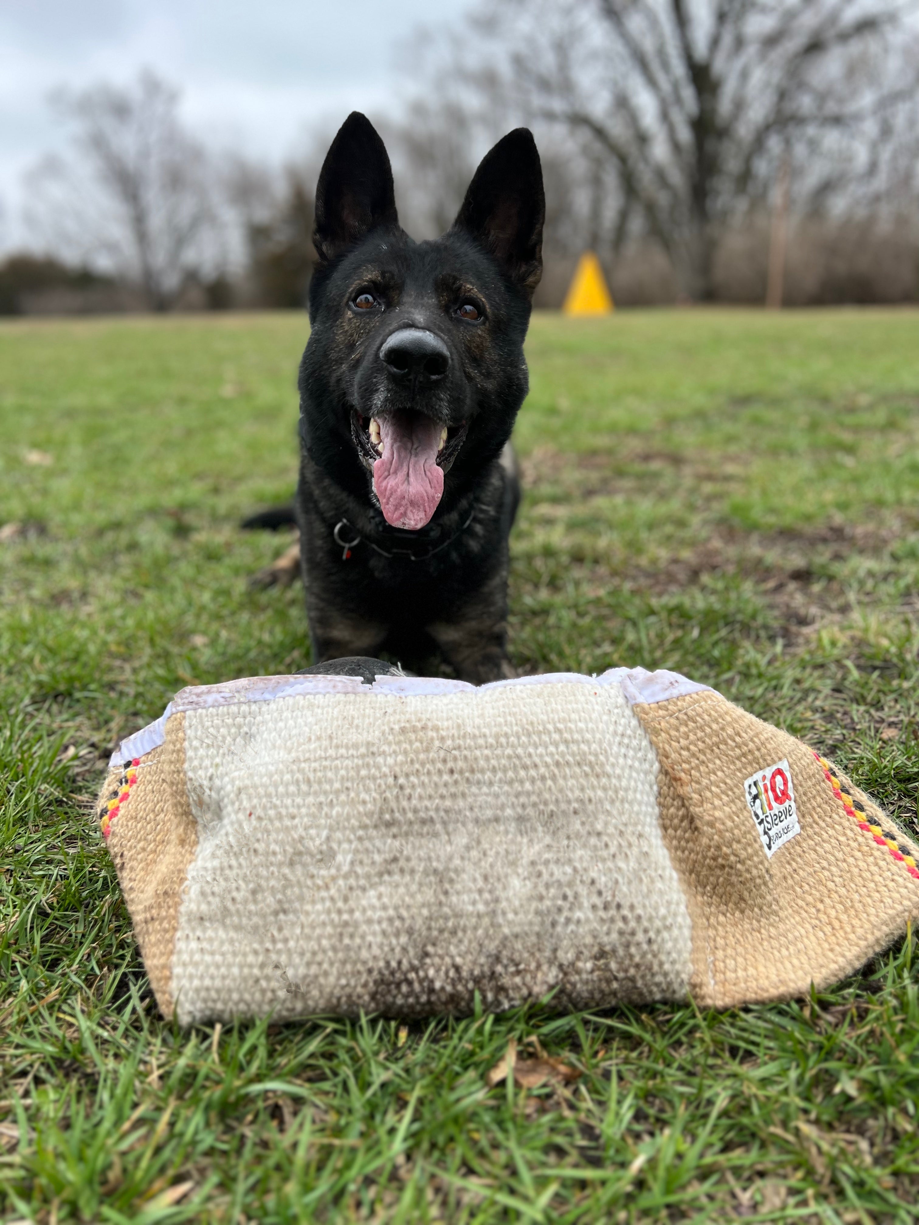 Belgian malinois clearance training gear